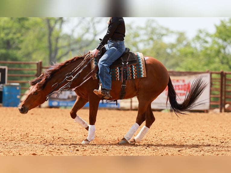 American Quarter Horse Gelding 4 years Sorrel in Quitman, AR