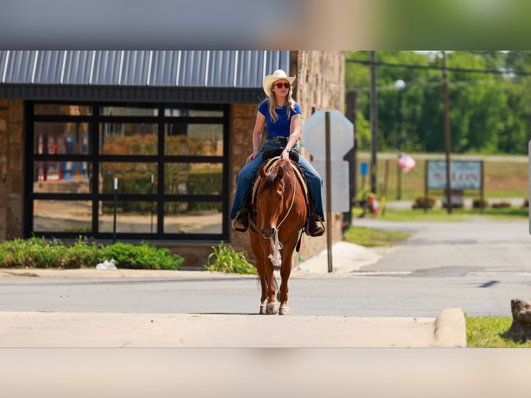 American Quarter Horse Gelding 4 years Sorrel in Quitman, AR