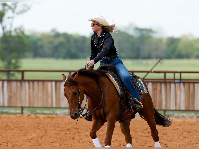 American Quarter Horse Gelding 4 years Sorrel in Quitman, AR