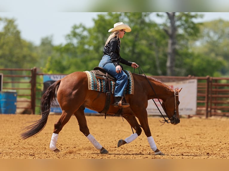 American Quarter Horse Gelding 4 years Sorrel in Quitman, AR