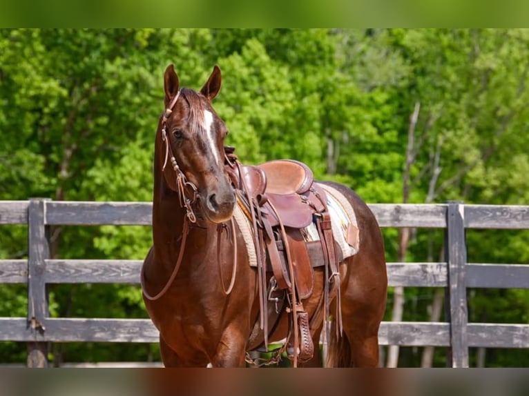 American Quarter Horse Gelding 4 years Sorrel in Clover