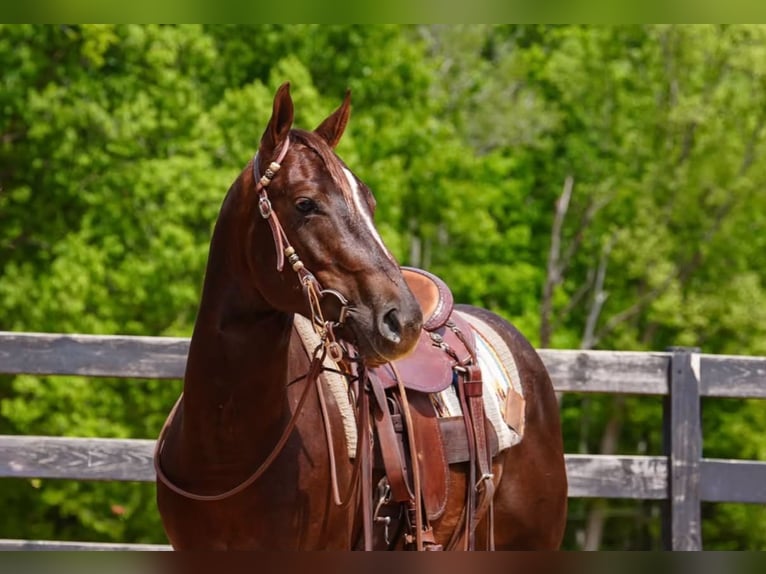 American Quarter Horse Gelding 4 years Sorrel in Clover