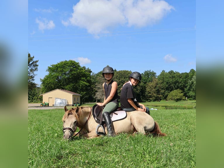 American Quarter Horse Gelding 5 years 12,1 hh Champagne in Howell, MI