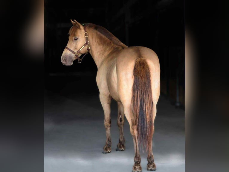 American Quarter Horse Gelding 5 years 12,1 hh Champagne in Howell, MI