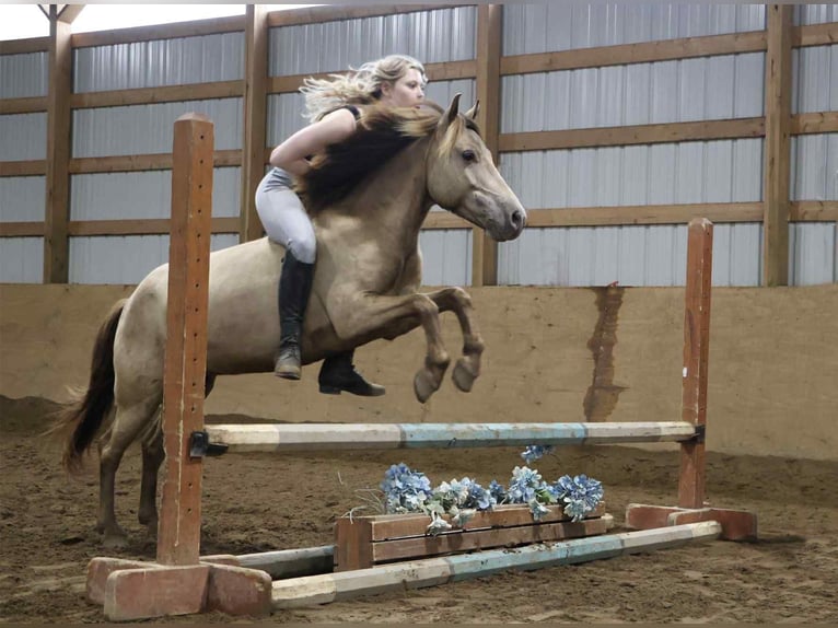 American Quarter Horse Gelding 5 years 12,1 hh Champagne in Howell, MI