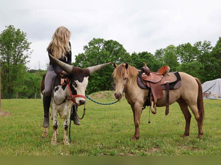 American Quarter Horse Gelding 5 years 12,1 hh Champagne in Howell, MI