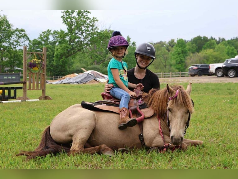American Quarter Horse Gelding 5 years 12,1 hh Champagne in Howell, MI