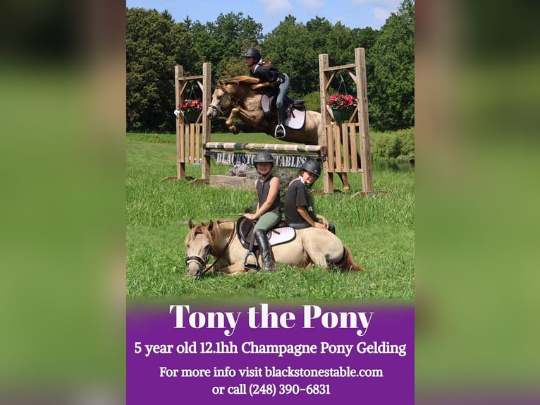 American Quarter Horse Gelding 5 years 12,1 hh Champagne in Howell, MI