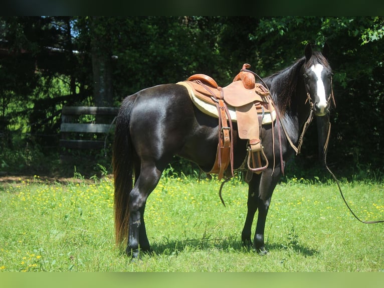American Quarter Horse Gelding 5 years 13,1 hh Black in Rusk TX