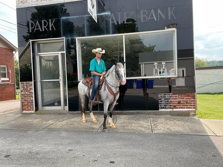 American Quarter Horse Gelding 5 years 13,1 hh Roan-Blue in Cave City KY