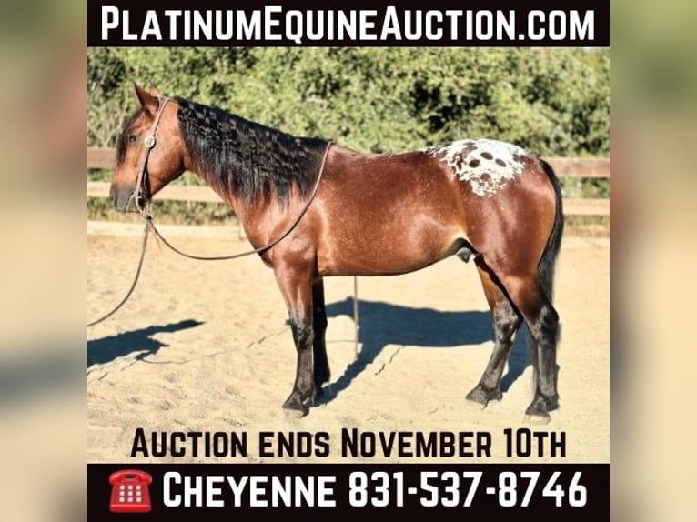 American Quarter Horse Gelding 5 years 13,2 hh Bay in Bitterwater CA