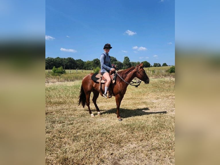 American Quarter Horse Gelding 5 years 13,3 hh Chestnut in Athens TX