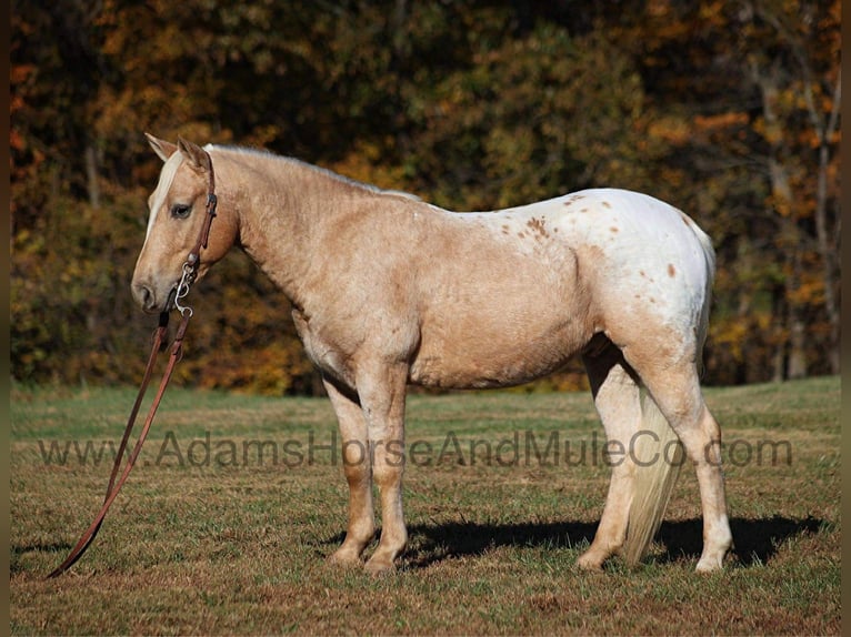 American Quarter Horse Gelding 5 years 13,3 hh Palomino in Mount Vernon