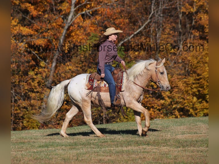 American Quarter Horse Gelding 5 years 13,3 hh Palomino in Mount Vernon