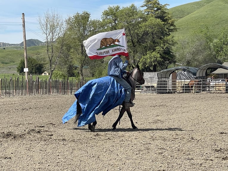 American Quarter Horse Gelding 5 years 13,3 hh Roan-Bay in Paicines CA
