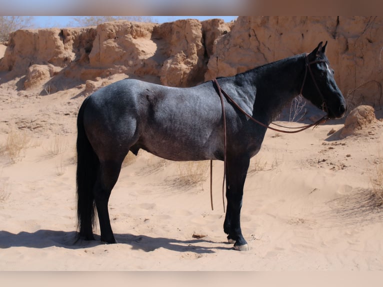 American Quarter Horse Mix Gelding 5 years 13,3 hh Roan-Blue in El Paso, TX