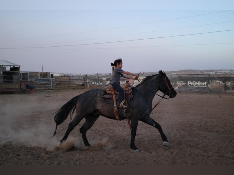 American Quarter Horse Mix Gelding 5 years 13,3 hh Roan-Blue in El Paso, TX