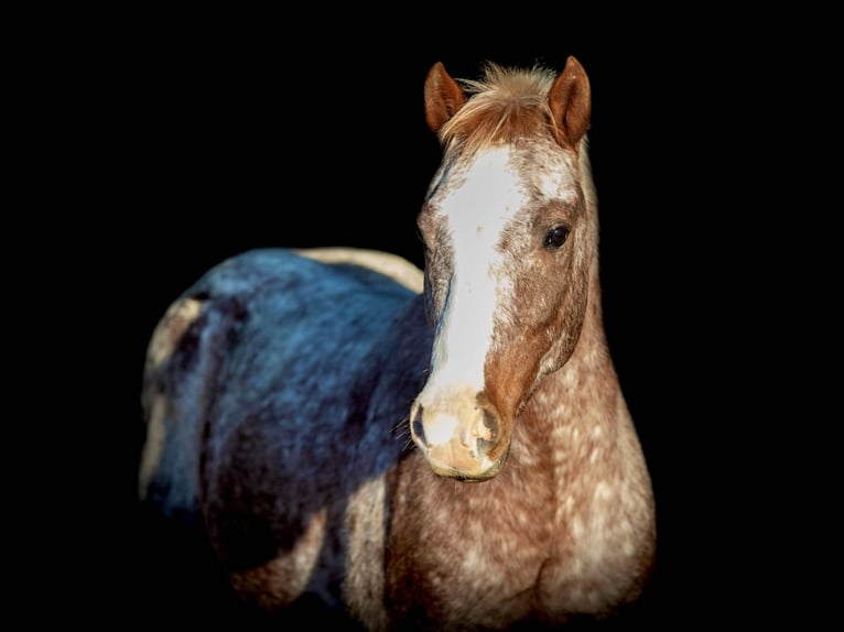 American Quarter Horse Gelding 5 years 13,3 hh Roan-Red in WEATHERFORD, TX