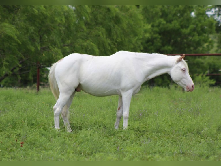 American Quarter Horse Gelding 5 years 13 hh Overo-all-colors in Stepheville TX