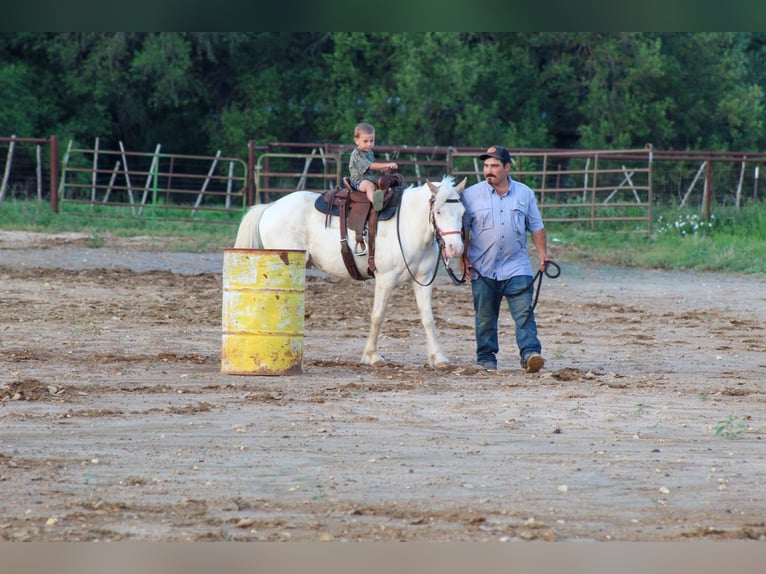 American Quarter Horse Gelding 5 years 13 hh Overo-all-colors in Stepheville TX