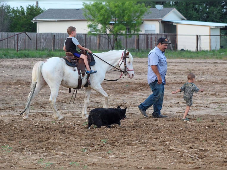 American Quarter Horse Gelding 5 years 13 hh Overo-all-colors in Stepheville TX