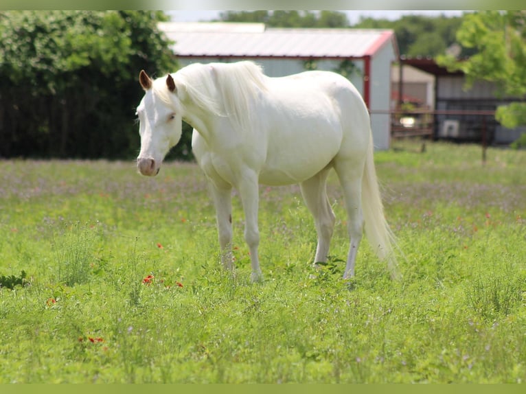 American Quarter Horse Gelding 5 years 13 hh Overo-all-colors in Stepheville TX