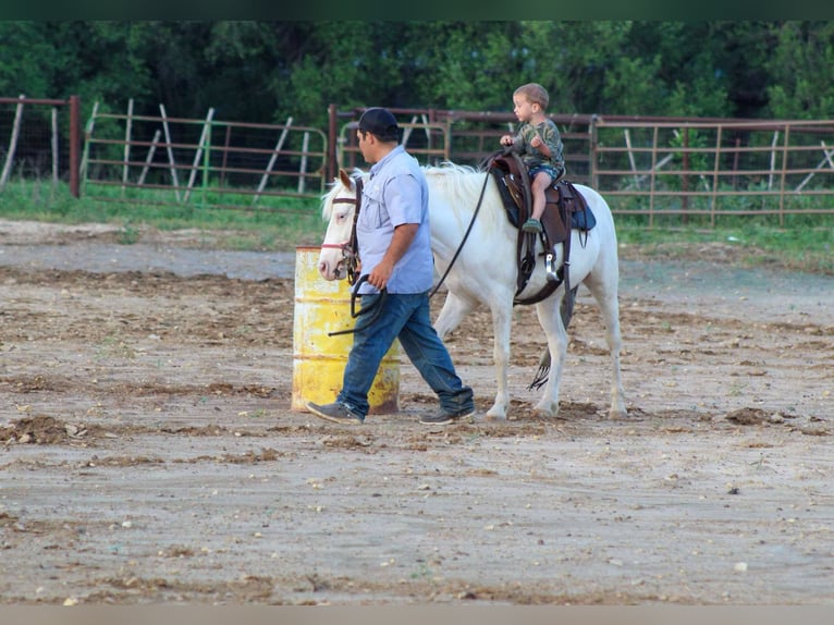 American Quarter Horse Gelding 5 years 13 hh Overo-all-colors in Stepheville TX