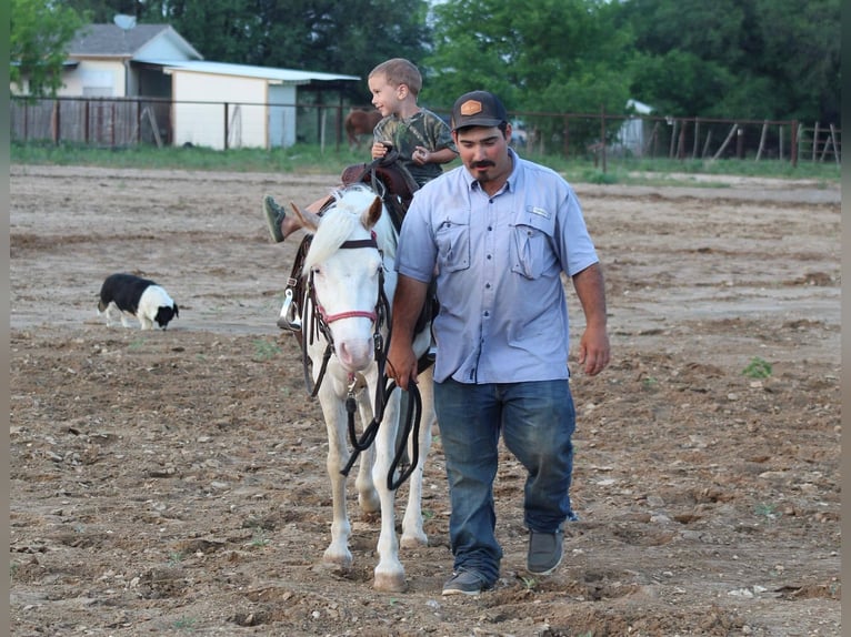 American Quarter Horse Gelding 5 years 13 hh Overo-all-colors in Stepheville TX