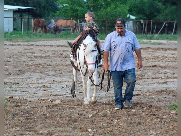 American Quarter Horse Gelding 5 years 13 hh Overo-all-colors in Stepheville TX