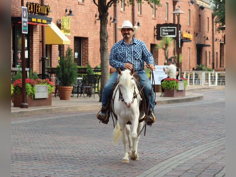 American Quarter Horse Gelding 5 years 13 hh Overo-all-colors in Stepheville TX