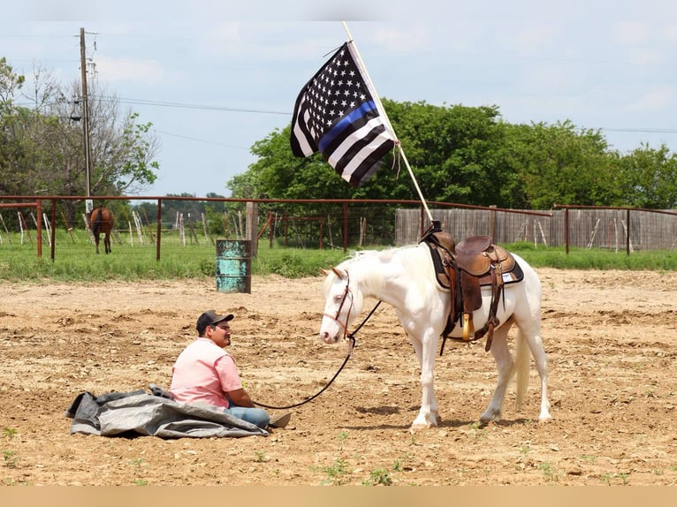American Quarter Horse Gelding 5 years 13 hh Overo-all-colors in Stepheville TX