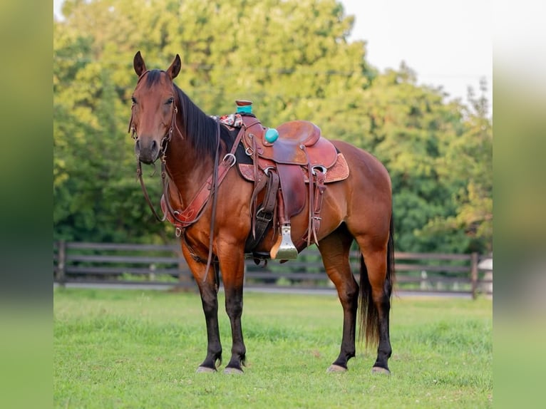 American Quarter Horse Gelding 5 years 14,1 hh Bay in New Holland, PA