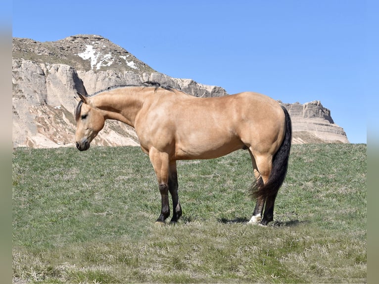American Quarter Horse Gelding 5 years 14,1 hh Buckskin in Bayard, Nebraska