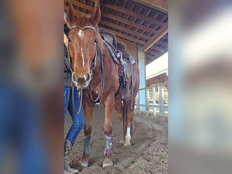 American Quarter Horse Gelding 5 years 14.1 hh Chestnut-Red in Erbach