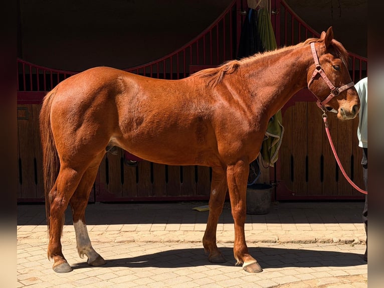 American Quarter Horse Gelding 5 years 14.1 hh Chestnut-Red in Erbach