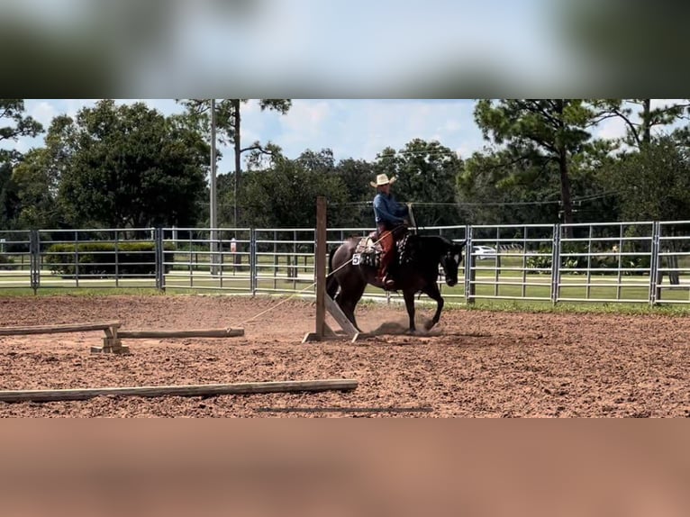 American Quarter Horse Gelding 5 years 14,1 hh Dun in Port Saint Lucie