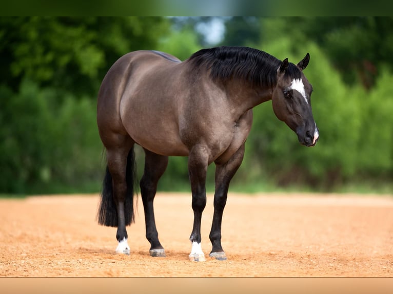 American Quarter Horse Gelding 5 years 14,1 hh Dun in Port Saint Lucie