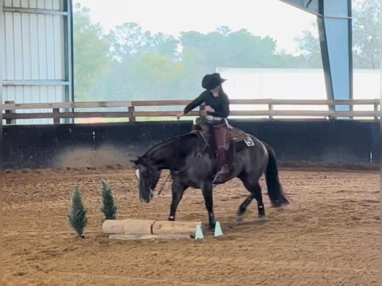 American Quarter Horse Gelding 5 years 14,1 hh Dun in Port Saint Lucie