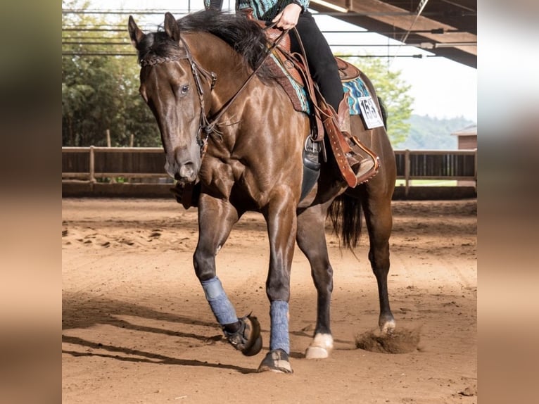 American Quarter Horse Gelding 5 years 14,1 hh Grullo in Schönbrunn