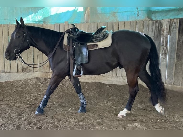 American Quarter Horse Gelding 5 years 14,1 hh Grullo in Schönbrunn