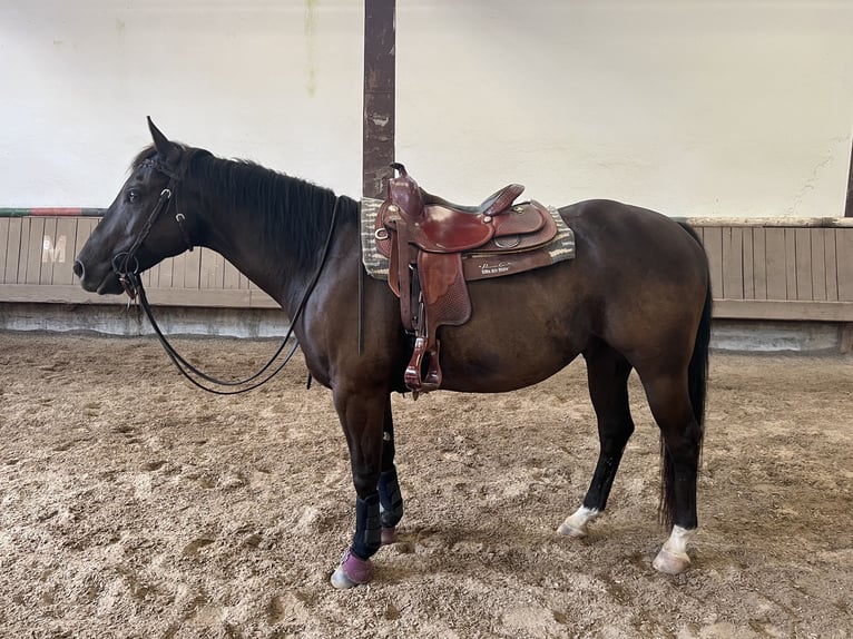 American Quarter Horse Gelding 5 years 14,1 hh Grullo in Schönbrunn