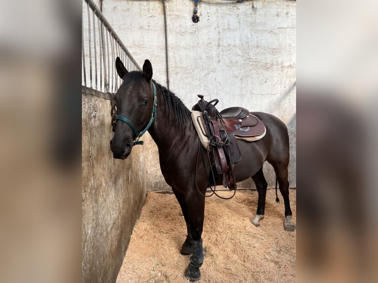 American Quarter Horse Gelding 5 years 14,1 hh Grullo in Schönbrunn