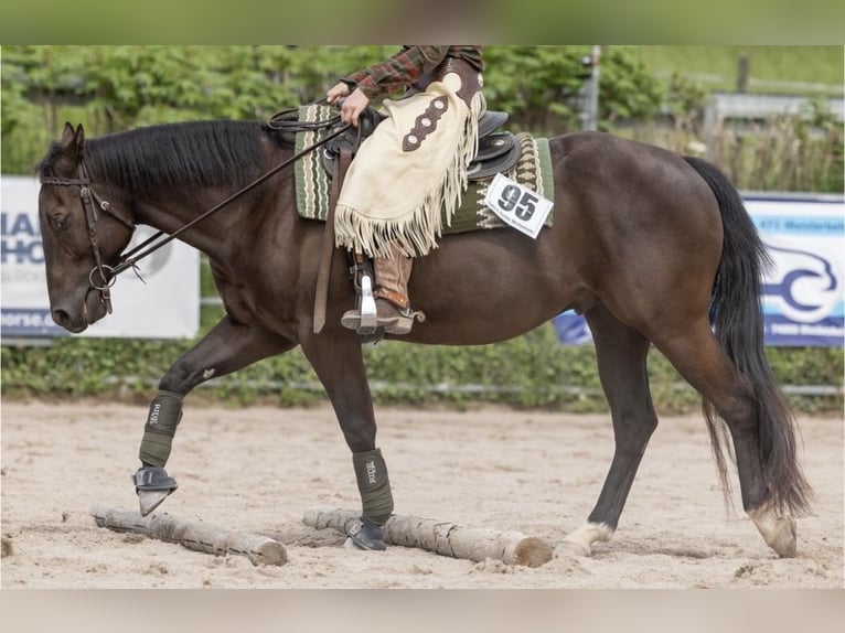 American Quarter Horse Gelding 5 years 14,1 hh Grullo in Schönbrunn