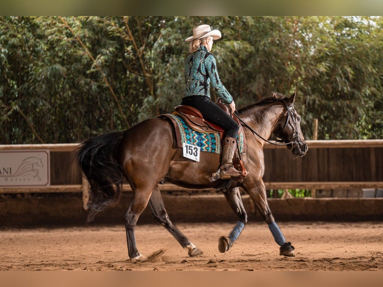 American Quarter Horse Gelding 5 years 14,1 hh Grullo in Schönbrunn