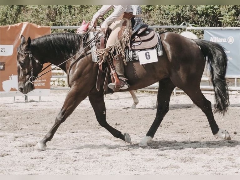 American Quarter Horse Gelding 5 years 14,1 hh Grullo in Schönbrunn