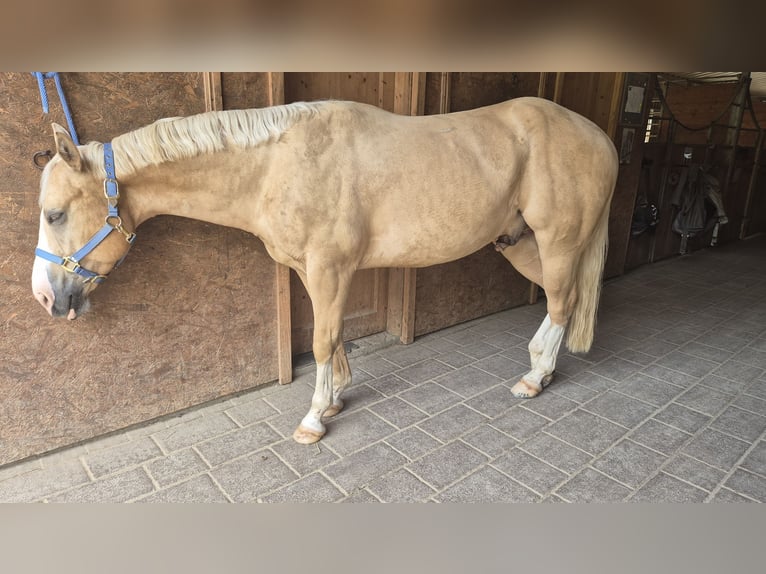 American Quarter Horse Gelding 5 years 14,1 hh Palomino in Gaggenau