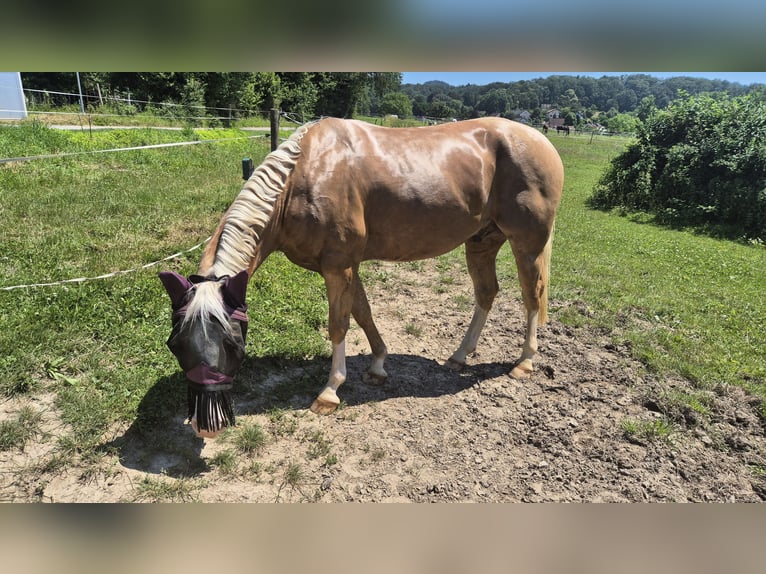 American Quarter Horse Gelding 5 years 14,1 hh Palomino in Gaggenau