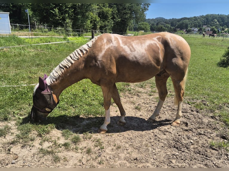 American Quarter Horse Gelding 5 years 14,1 hh Palomino in Gaggenau