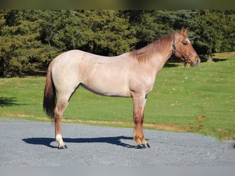 American Quarter Horse Gelding 5 years 14,1 hh Roan-Red in Millerstown PA