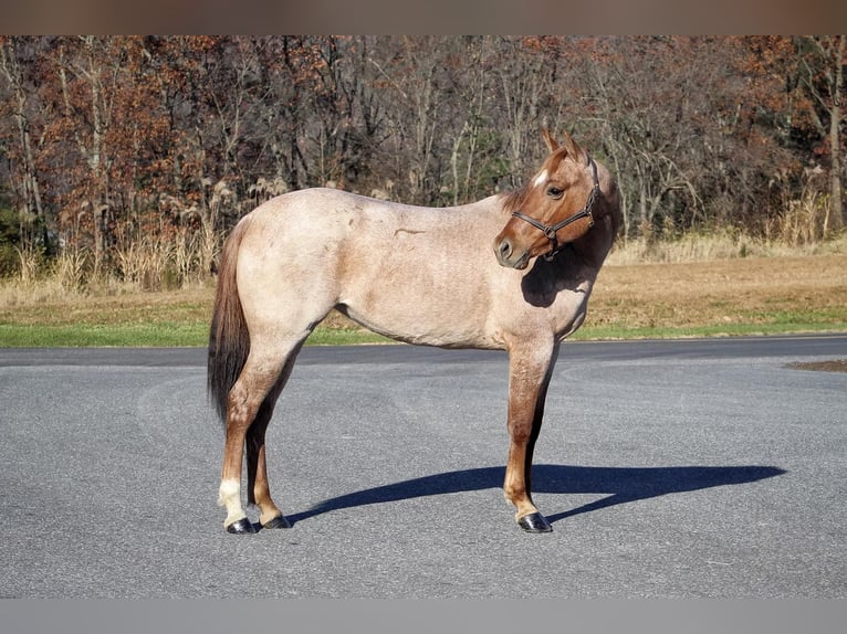 American Quarter Horse Gelding 5 years 14,1 hh Roan-Red in Millerstown PA